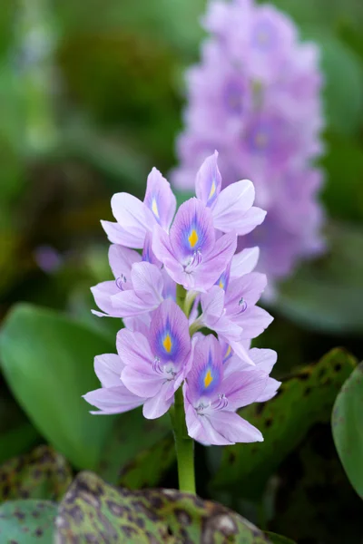 Flores de jacinto de agua púrpura están floreciendo . —  Fotos de Stock