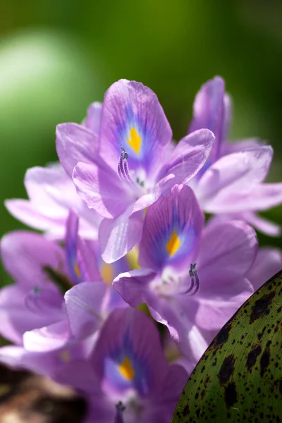 Purple water hyacinth flowers are blooming. — Stock Photo, Image