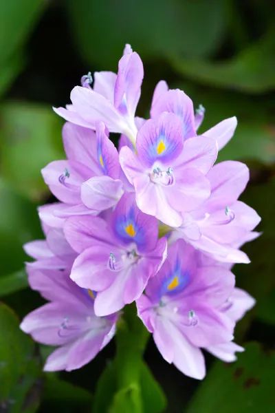 紫水ヒアシンスの花が咲く. — ストック写真