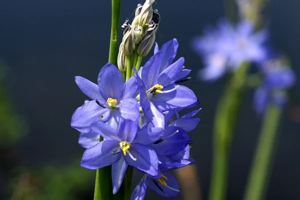 Light purple flowers of Monochoria elata Ridl. — Stock Photo, Image