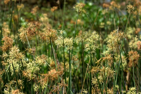 Zegge bloem. — Stockfoto