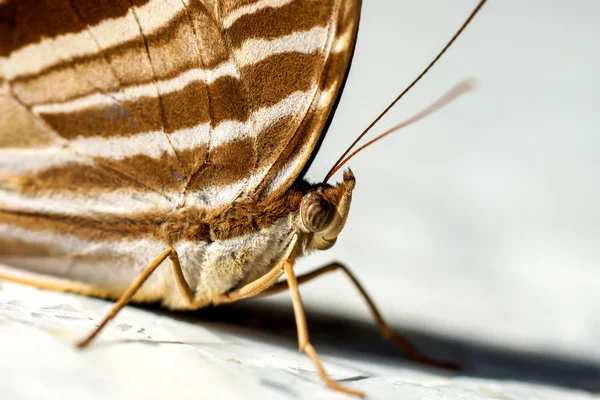 Společném palmking motýlí. — Stock fotografie