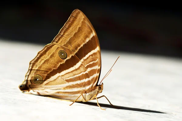 The Common Palmking Butterfly. — Stock Photo, Image