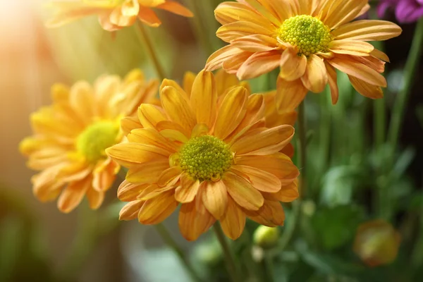 Flor de crisântemo laranja . — Fotografia de Stock