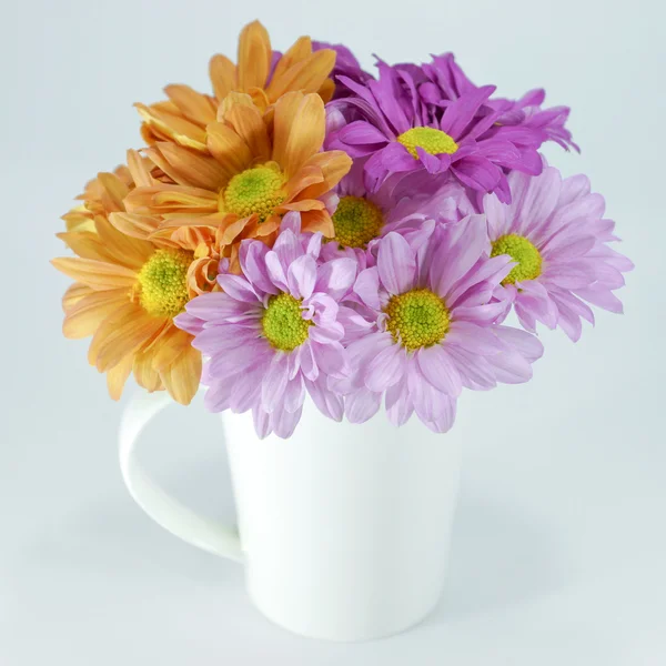 Chrysanthemum flower isolate on white background. — Stock Photo, Image