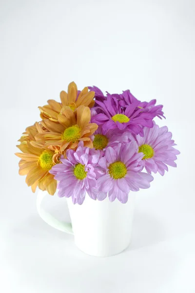 Chrysanthemum flower isolate on white background. — Stock Photo, Image