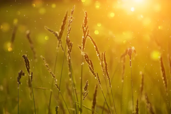 Hierba silvestre en contraluz puesta de sol — Foto de Stock