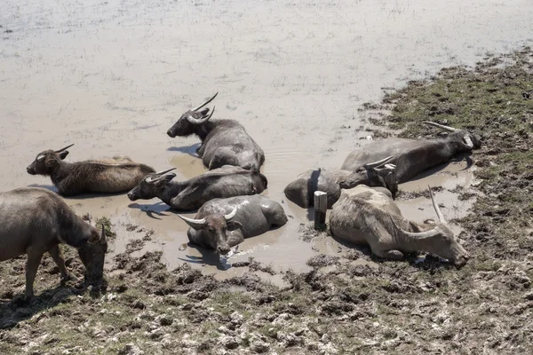 Water buffalo slapen in de modder. Songkhla meer, thailand. — Stockfoto