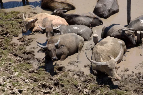 Il bufalo dorme nel fango. Lago Songkhla, Thailandia . — Foto Stock