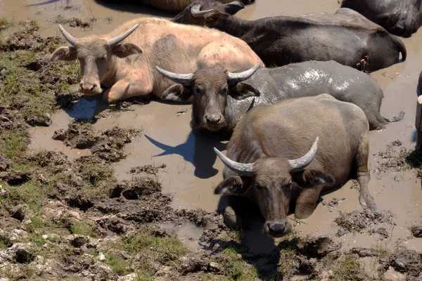Water buffalo op het gebied van dieren in het wild — Stockfoto