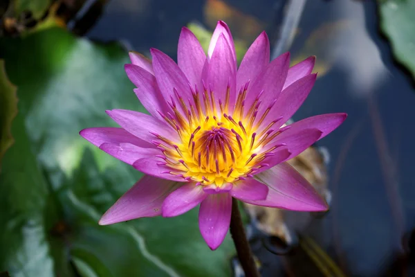 Pembe lotus çiçeği, nilüfer. — Stok fotoğraf