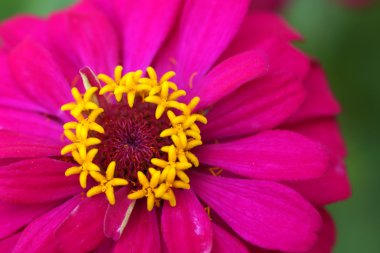 pembe zinnia çiçekler