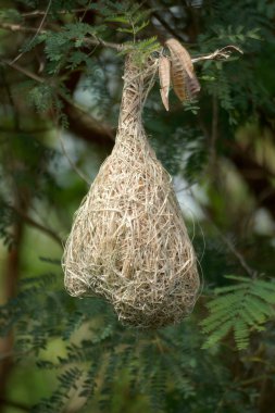 het nest van de vogel op een tak van de boom