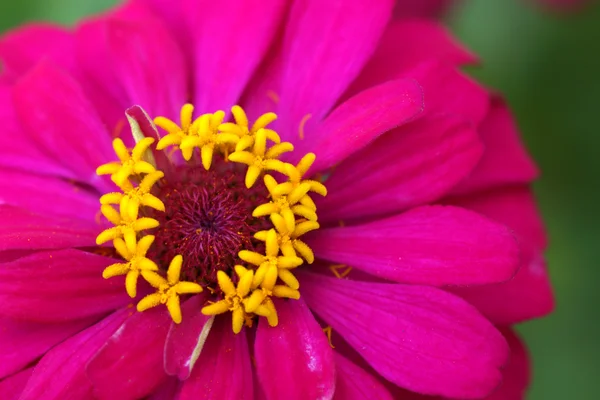 Rosa Zinnia-Blüten — Stockfoto