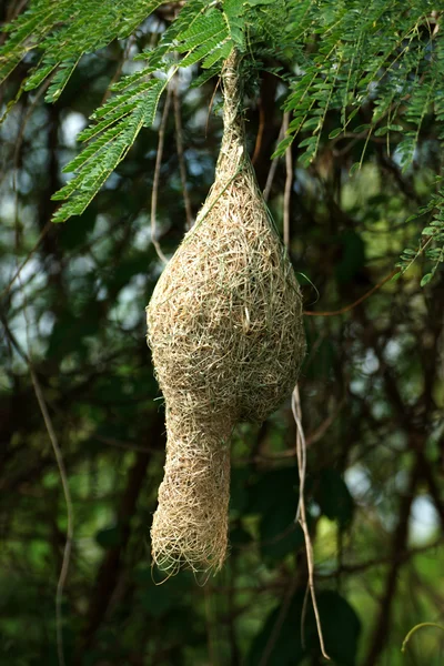Nido de aves en una rama del árbol — Foto de Stock
