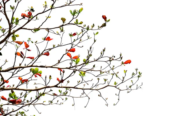 Tropical almond strom po podzimu a nové listy rostou — Stock fotografie