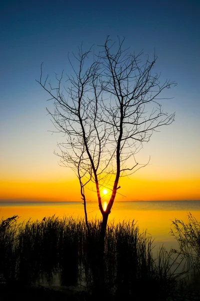 Solnedgång himlen och döda trädet vid sjön. — Stockfoto