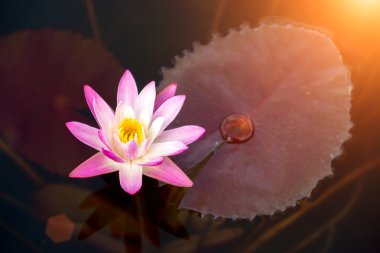 pembe nilüfer çiçeği. (lotus)