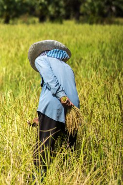 çiftçilerin pirinç hasat