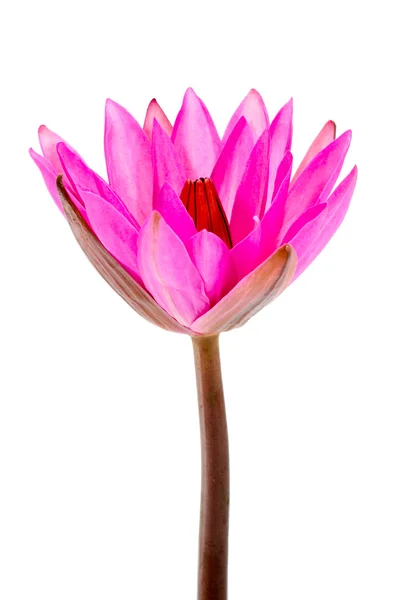Flor de lírio rosa. (Lótus ) — Fotografia de Stock