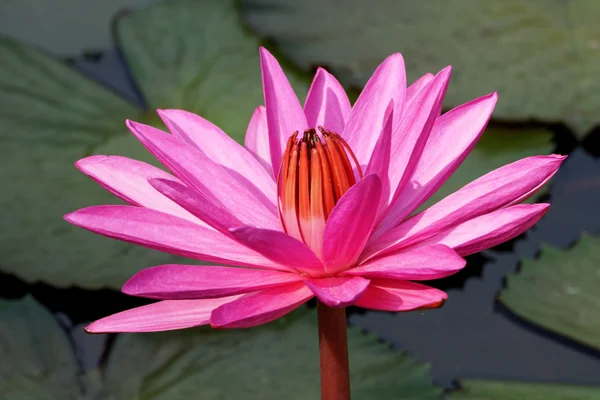 Flor de nenúfar rosa. (Loto ) —  Fotos de Stock