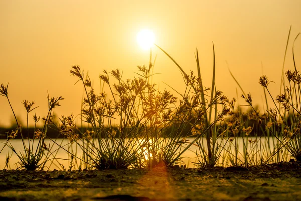 Cielo del atardecer y flor de hierba en el lago . — Foto de Stock