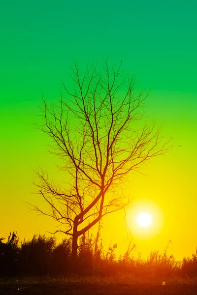 Sunset sky and dead tree at the lake. — Stock Photo, Image