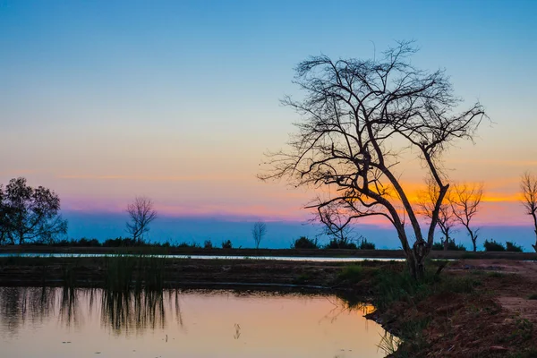 Avondrood en dode boom aan het meer. — Stockfoto