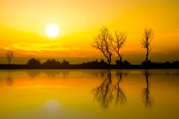 Coucher de soleil ciel et arbre mort au lac . — Photo