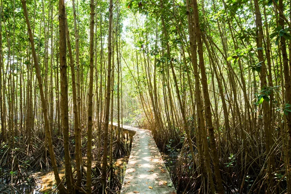 Árbol de manglares en el jardín botánico — Foto de Stock
