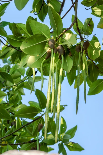 Manguezais árvore no jardim botânico — Fotografia de Stock