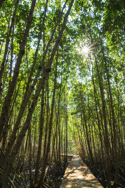 在植物园中的红树林树 — 图库照片