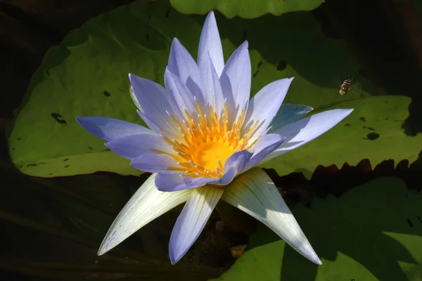 Pink waterlily flower. (Lotus) — Stock Photo, Image