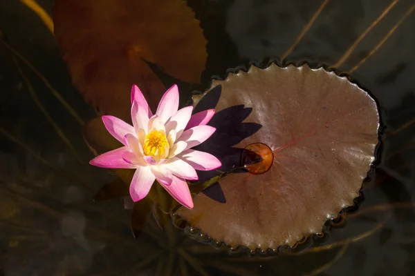 Pembe nilüfer çiçeği. (lotus) — Stok fotoğraf
