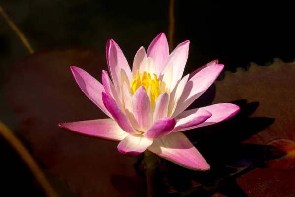 Pink waterlily flower. (Lotus) — Stock Photo, Image