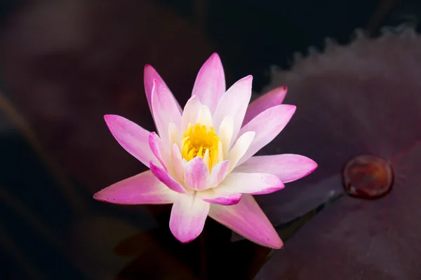 花粉红色的睡莲。(莲花) — 图库照片
