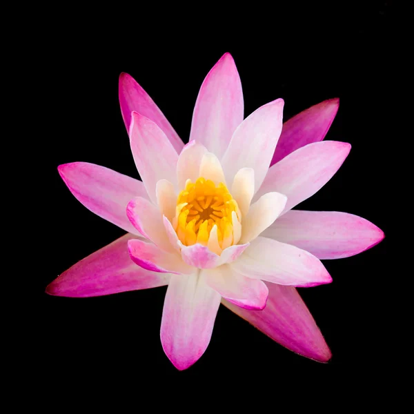 Pink waterlily flower. (Lotus) — Stock Photo, Image