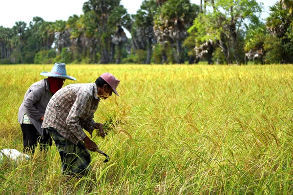 Landbouwers zijn oogsten rijst — Stockfoto