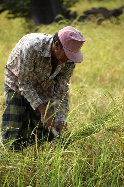 Farmers are harvesting rice — Stock Photo, Image