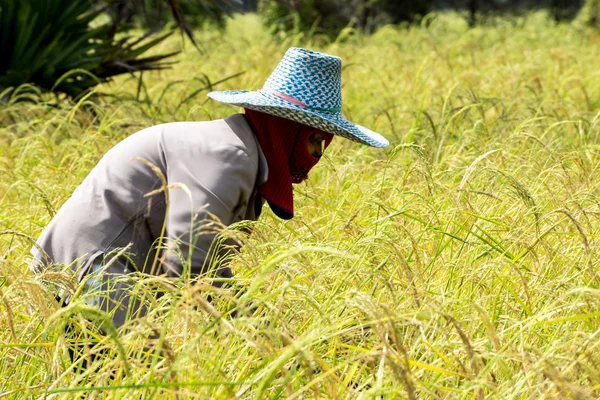 Farmers are harvesting rice — Stock Photo, Image