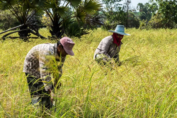 Gli agricoltori raccolgono riso — Foto Stock