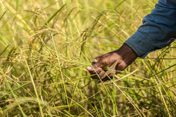 农民在收割水稻 — 图库照片