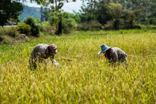 Les agriculteurs récoltent du riz — Photo