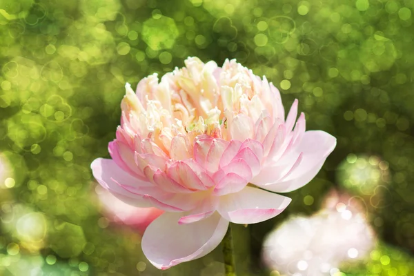 Розовый цветок лотоса в цвету — стоковое фото