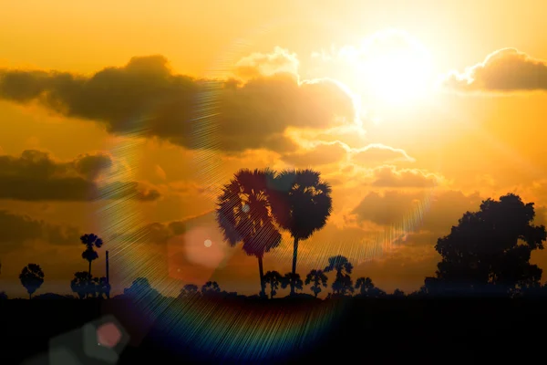 Zonsondergang hemel en suiker plam boom — Stockfoto