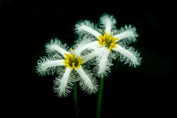 Fiore di fiocco di neve acqua — Foto Stock