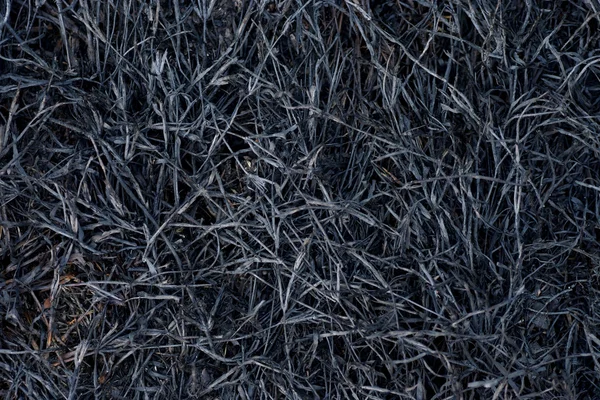 木炭藁草. — ストック写真