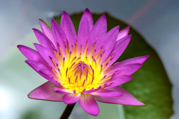 Pink waterlily flower. (Lotus) — Stock Photo, Image