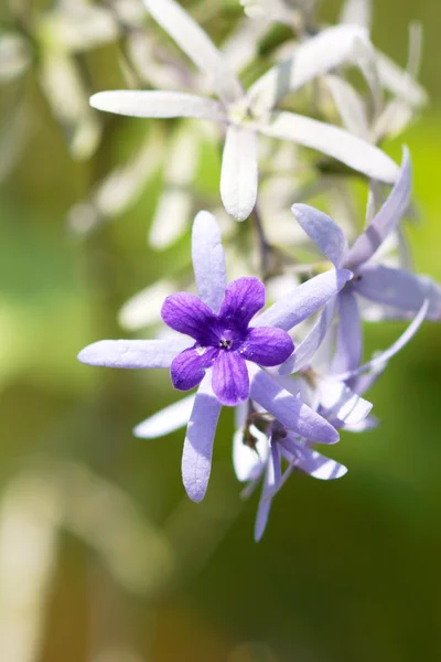 Purple Wreath, Sanpaper Vine, Bunga Ratu Kemarahan — Stok Foto