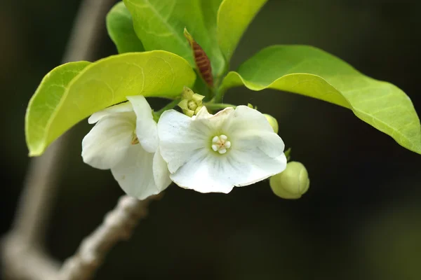 Witte bloem van vallaris Solanaceae (roth) kuntze. — Stockfoto